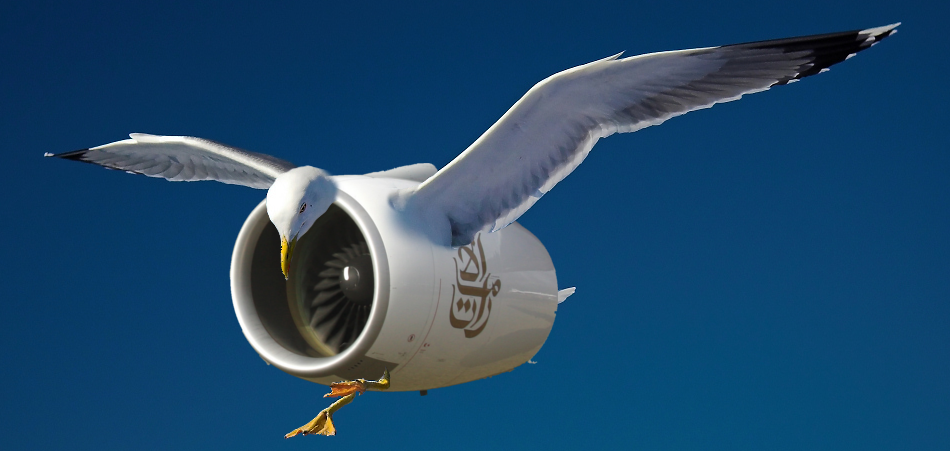The wings, head and feet of a seagull photoshopped to be attached to an Engine Alliance GP7200 jet engine, the kind used by the Airbus A380. The jet engine is marked with the symbol of the airline Emirates, calligraphic Arabic writing saying طَيَران.